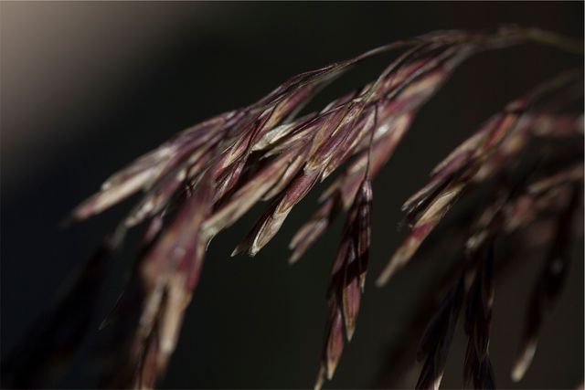 Dry grass blade capturing fine details against a dark background, ideal for nature and botanical themes. Suitable for environmental templates, educational materials on plant biology, or calming and rustic decor inspiration.