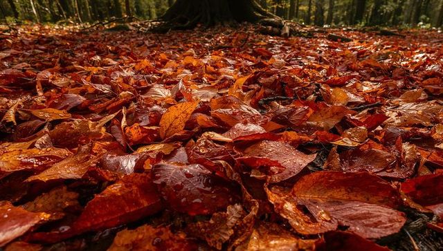 Wet autumn leaves blanketing forest floor, glistening with water droplets and dew