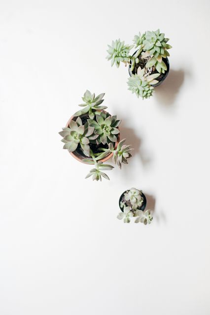Showing minimalist arrangement of green succulent plants from top view angle on white background. Ideal for use in minimalist decor illustrations, nature-themed blog postings, website backgrounds, and digital products finetuned for simplicity and elegance.