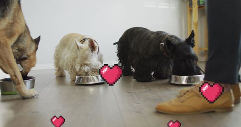 Three dogs eating with heart icons: love your pet day
