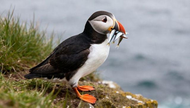 Perching atlantic puffin holding sand eels on mossy cliff ledge overlooking ocean