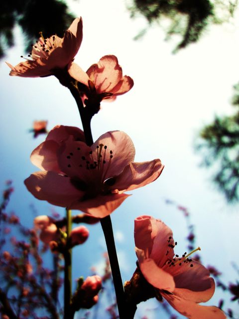 Blossoming Pink Flowers Under Blue Sky on Sunny Day - Download Free Stock Photos Pikwizard.com