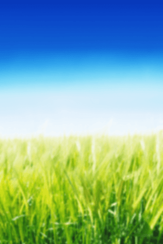 vibrant green grass field against clear blue sky background - Download Free Stock Videos Pikwizard.com