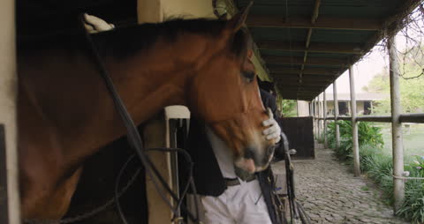 Man Bridling Horse in Stable Setting Slow-Motion Scene