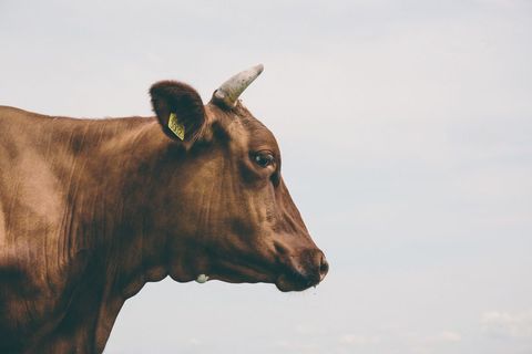 Brown Cow Standing in Profile Showing Horn and Ear Tag against Pale Blue Sky