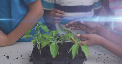 Children Learning Plant Care with Young Seedlings - Download Free Stock Images Pikwizard.com