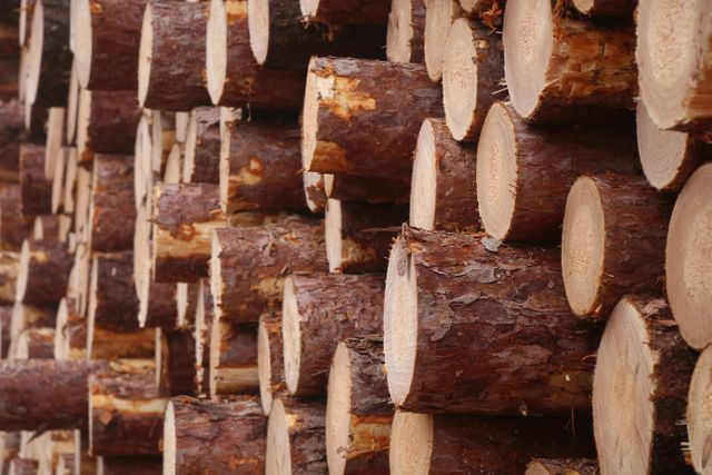 Close-up view of neatly stacked timber logs showing natural texture and cut sections. This might be used in articles about forestry, logging operations, or the lumber industry. Also useful for content related to construction materials and sustainable resources.