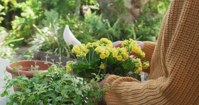 Person engaging in gardening activity, planting yellow flowers and leafy green plants outdoors in sunny weather. Ideal for use in articles on gardening, plant care, outdoor hobbies, relaxation, spring and summer activities, or botanical themes.