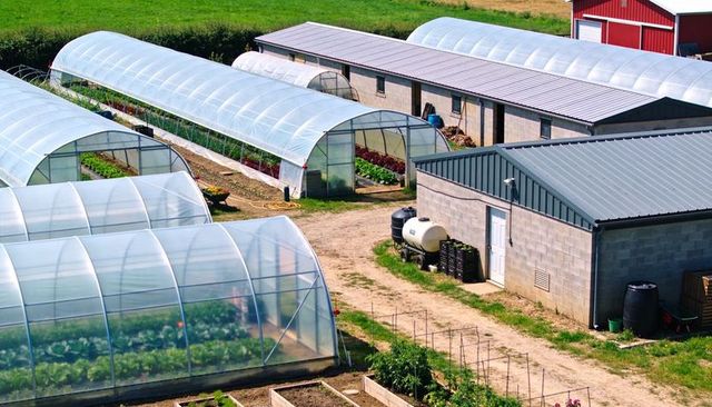 Polytunnel greenhouses growing leafy greens on small-scale farm with utility building