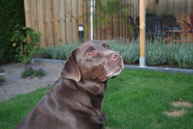 Chocolate Labrador Retriever Sitting in Green Backyard - Download Free Stock Photos Pikwizard.com