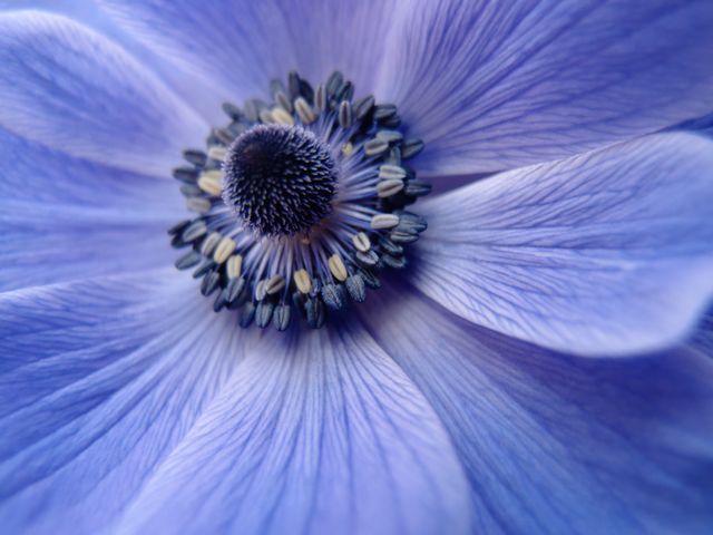 Close-up image showcases the intricate details and soft texture of a blue anemone flower under natural light. Perfect for botanical studies, floral prints, nature-themed designs, and soothing decorative artworks.