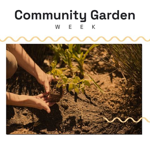 Hands Planting Sapling to Celebrate Community Garden Week - Download Free Stock Templates Pikwizard.com