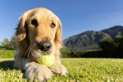 Playful golden retriever holding tennis ball on green lawn with mountain backdrop