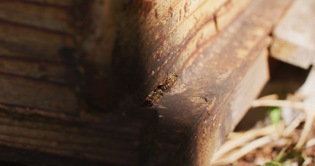 Close-up of Bees on Wooden Surface - Download Free Stock Images Pikwizard.com