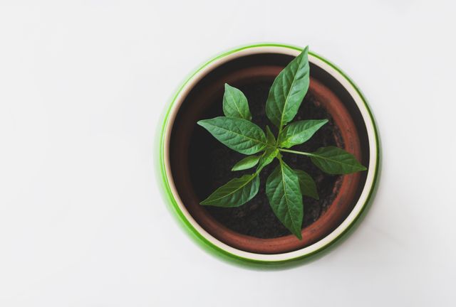 Top view of a green plant with healthy leaves in a brown pot, placed on a white surface. Perfect for use in blog posts about home gardening, indoor plants, and nature. This can also be used as a visual element in presentations on sustainable living and home decoration ideas.