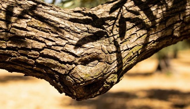 Knotted tree limb showing furrowed bark and lichen in sunlit woodland close-up texture