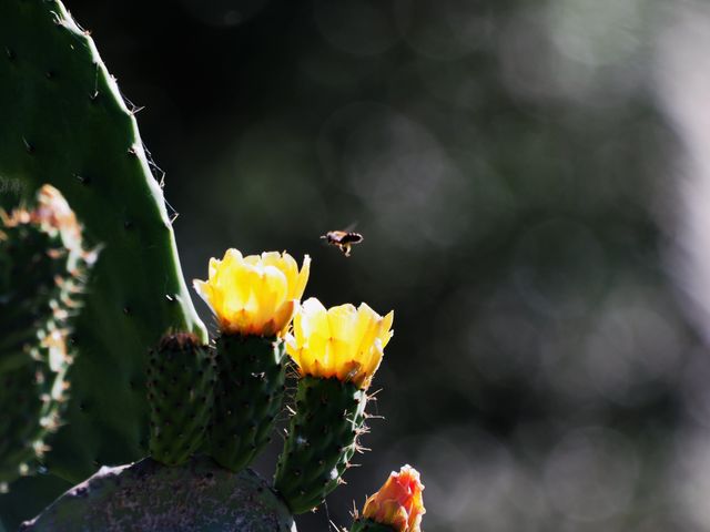 Close-up view of bee preparing to pollinate bright yellow prickly pear cactus flower. Nature and wildlife lovers will find this image perfect for illustrating topics related to gardening, plant biology, and environmental conservation. Ideal for educational materials, nature blogs, and botanical gardens' websites.