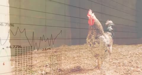 Speckled Rooster With Financial Chart Overlay on Farmyard