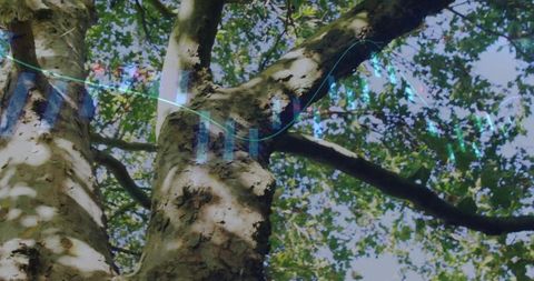 Sunlit tree canopy with turquoise data overlay, bark texture and dappled light