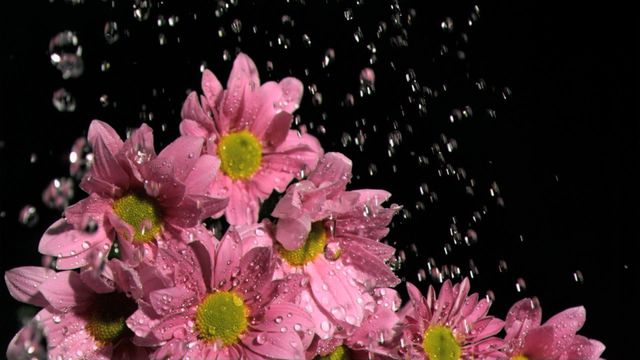 Pink daisy flowers in full bloom getting wet in a slow-motion rain with a dramatic black background. Water droplets glisten on petals, highlighting freshness and purity. Perfect for concepts related to nature, freshness, growth, hydration, or environmental themes. Suitable for nature websites, flower shops, environmental campaigns, wellness blogs, or background visuals in video projects.