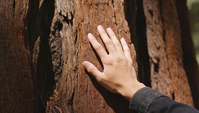 Hand touching tree bark close-up showing texture, warm light and nature connection