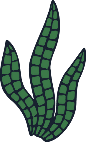 minimalist illustration green vector succulent transparent background - Download Free Stock Videos Pikwizard.com