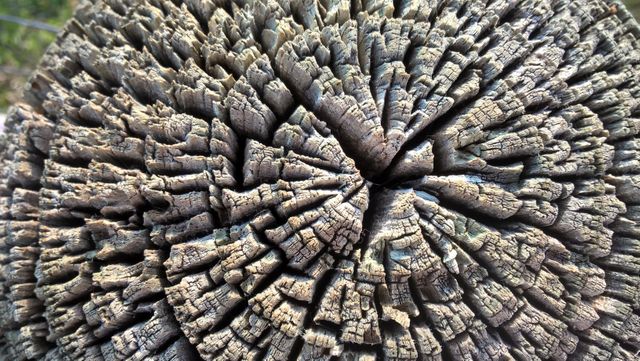Highly detailed close-up of tree trunk bark showing unique patterns and textures created by nature. Ideal for uses in environmental awareness materials, nature-focused projects, educational resources about forestry, background or texture in graphic design, and organic-themed décor or artwork.