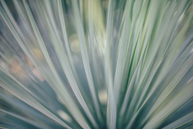 Abstract image depicting close-up green plant leaves, suggesting depth through blur and soft focus. Ideal for use in botanical themes, fresh and natural backgrounds, decorative design, eco-friendly concepts, and wellness and relaxation contexts.