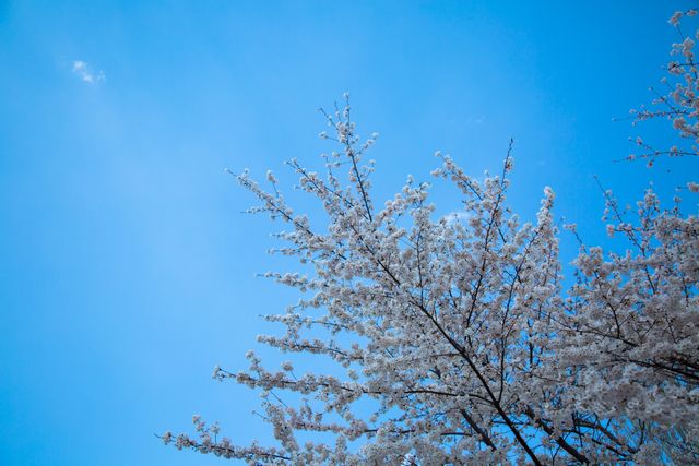 Cherry Blossoms Blooming Against Clear Blue Sky - Download Free Stock Photos Pikwizard.com