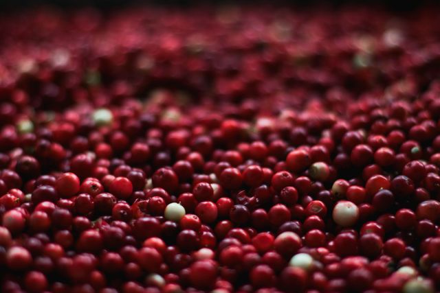Harvested Cranberries Background with Red Berries - Download Free Stock Photos Pikwizard.com