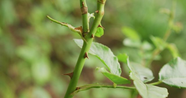 Close-up visual of a thorny rose stem with surrounding green leaves, depicting the natural details of the plant. Suitable for botanical studies, gardening guides, nature-related content, and educational materials on plant biology.