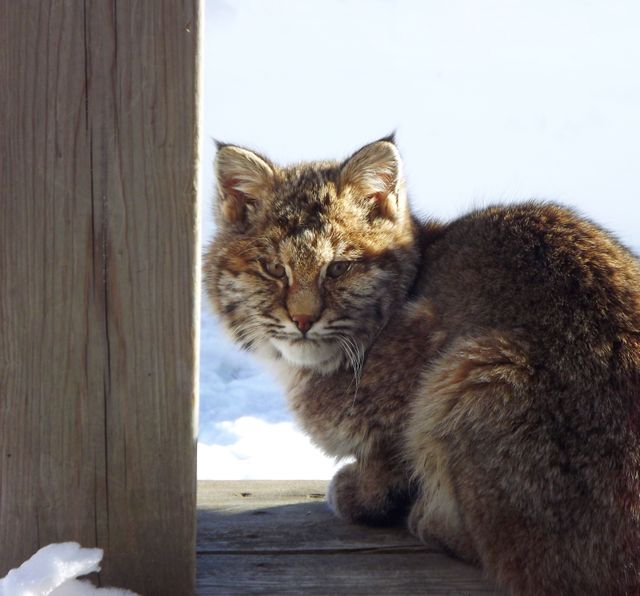 Bobcat sitting on a wooden deck with a snowy background. Ideal for use in educational materials, wildlife documentaries, nature websites, and content promoting wildlife conservation. Perfect for illustrating wildlife habitats and behavior in winter conditions.