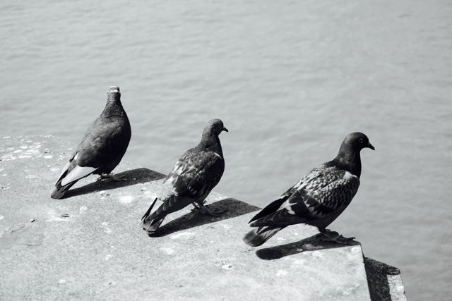 Black-and-white depiction of three pigeons sitting in a row on the edge of concrete steps, overlooking calm water. Ideal for use in themes of urban wildlife, nature photography, minimalism, or peaceful settings. Suitable for use in articles, blogs, websites or backgrounds relating to bird watching, city life, or tranquil environments.