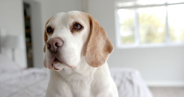Close-up of a beagle with brown and white fur standing in a bright, airy bedroom with a bed and window in the background. Ideal for pet care websites, dog training blogs, or interior design inspirations involving pet-friendly homes.