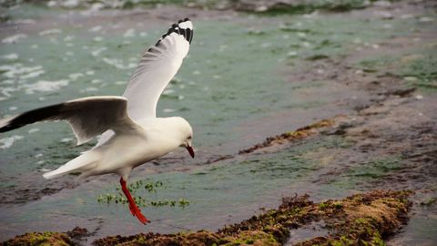 White Gull Landing on Seaweed-covered Rocky Shore at Low Tide, Red Legs Showing