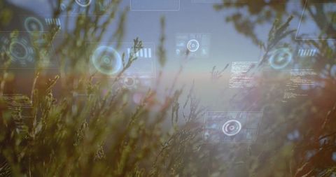 Swaying meadow grasses with futuristic hud overlay at sunrise, augmented nature interface
