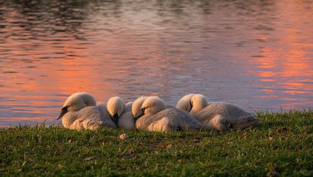 Five sleeping cygnets nestling on lakeshore at sunset with soft golden reflections