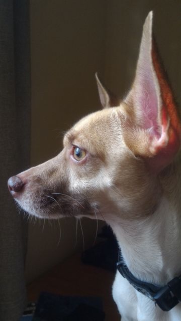 Chihuahua wearing collar is gazing out of window. Perfect for themes of pet alertness, curiosity, indoor settings, and companionship. Ideal for pet care advertisements, blogs about pets, animal awareness, and stock photo libraries.