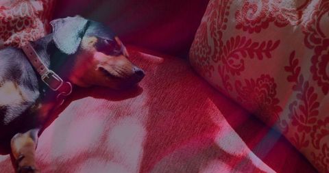 Napping Dachshund on Vibrant Red Cushion With Sunlight Beams