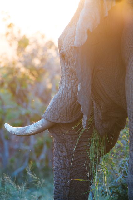 Elephant foraging on grass during golden hour with sunlight creating a dramatic flare effect. Perfect for wildlife photography, conservation campaigns, nature documentaries, travel brochures, or educational materials on wildlife and natural habitats.