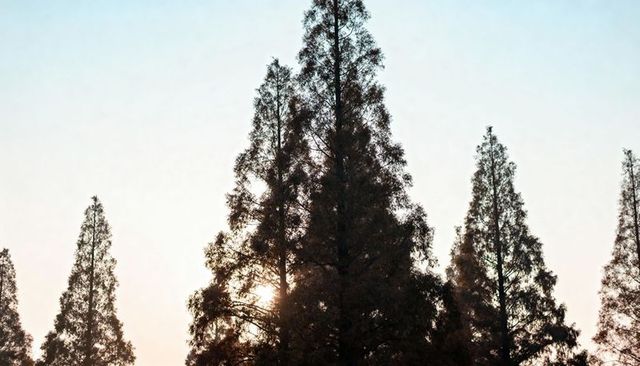 Sun backlighting tall conifer silhouette with hazy twilight glow over tranquil treeline