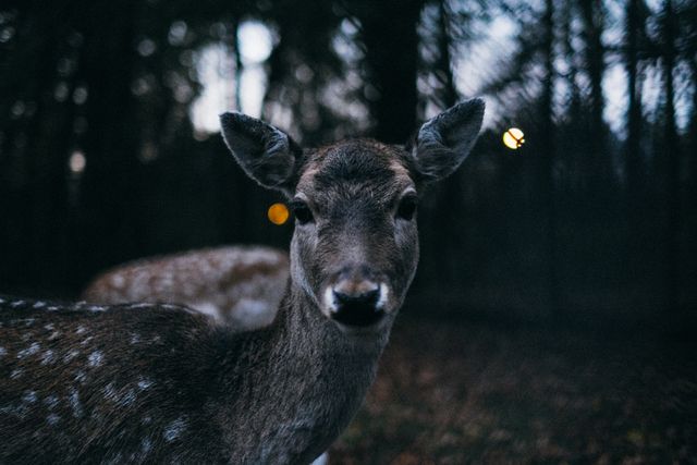 Deer standing among trees in forest during twilight provides serene and peaceful image. Ideal for use in articles about wildlife, nature conservation, environment, and animals. Perfect for educational materials, nature magazines, and desktop wallpapers.