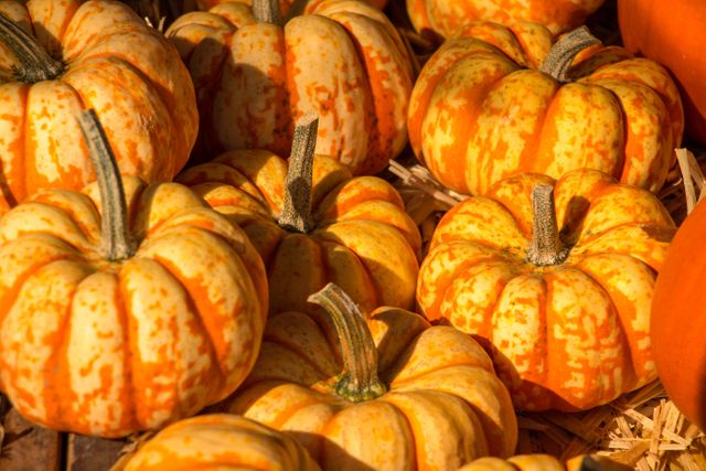 Close-Up of Vibrant Orange and Yellow Decorative Gourds - Download Free Stock Photos Pikwizard.com