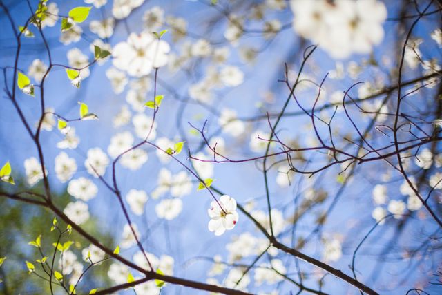This image features a dogwood tree with white blossoms against a clear blue sky. Ideal for use in greeting cards, nature blogs, seasonal promotions, and spring-themed designs. The vibrant colors and blossoming branches evoke feelings of tranquility and renewal.