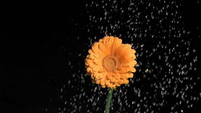 Drops of fresh water in super slow motion watering a flower against a black background