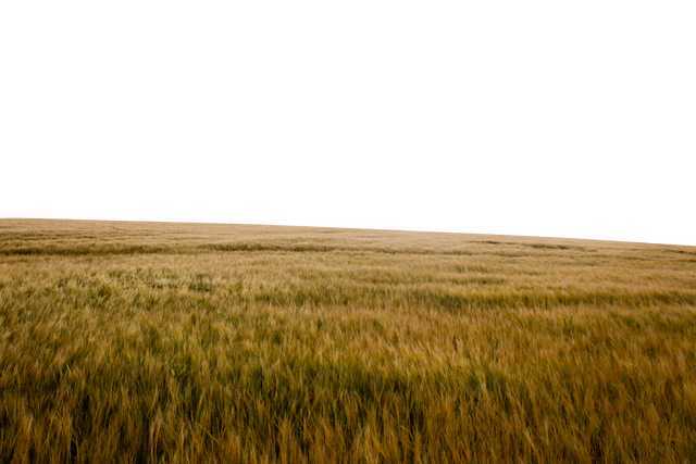 Beautiful golden wheat field in idyllic transparent background - Download Free Stock Videos Pikwizard.com