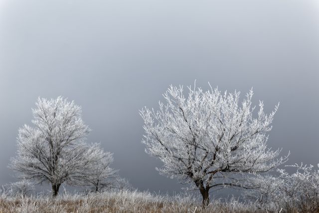 Scene of frosty winter trees in countryside with grey sky backdrop. Ideal for holiday cards, winter season themes, nature conservation promos, or calming desktop wallpapers due to serene atmosphere.