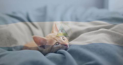 Ginger Kitten Relaxing Under Blanket and Nicaraguan Symbol Blend