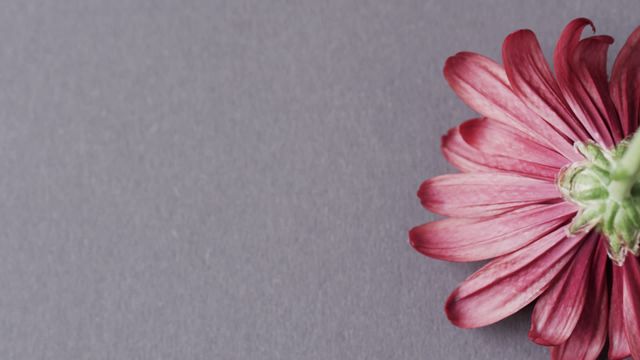 A single red flower captured in a macro close-up on a soft grey background, creating striking contrast and texture. Ideal for use in design projects needing natural elegance, pattern inspiration, or floral-themed marketing materials that focus on simplicity and beauty.