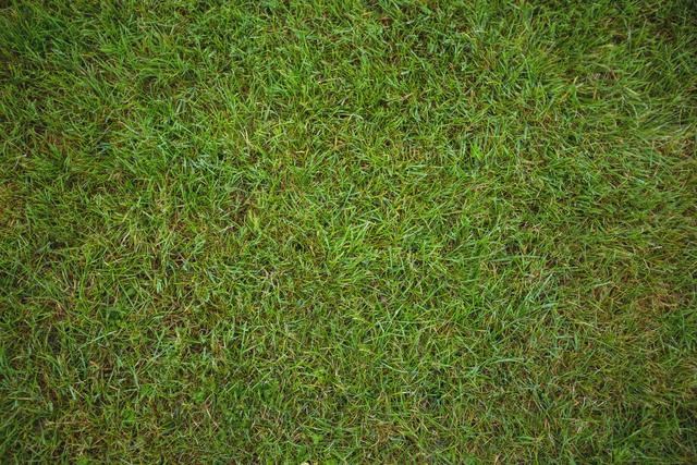 Lush green grass texture providing a natural and fresh background. Ideal for use in web design, graphic design, environmental campaigns, gardening projects, and seasonal promotions. This versatile image can also serve as a backdrop for presentations or as a pleasant cover for social media posts and advertisements.